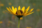 Variableleaf sunflower